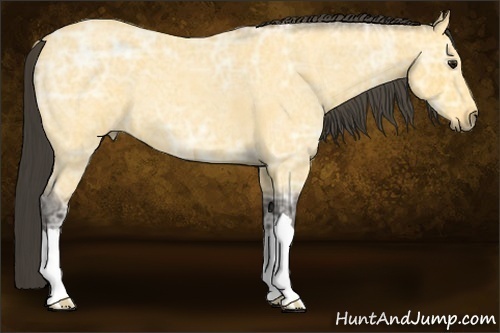 Horse Color:Buckskin Ice Roan