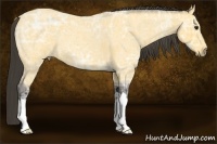 Horse Color:Buckskin Ice Roan 
