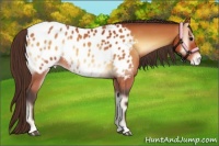 Horse Color:Buckskin Onyx Appaloosa 