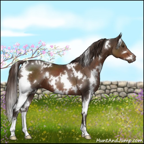 Horse Color:White Spotted Liver Chestnut 