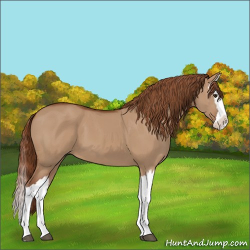 Horse Color:Red Dun Splash