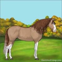 Horse Color:Red Dun Splash 