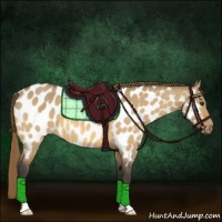 Horse Color:Buckskin Dun Near Leopard