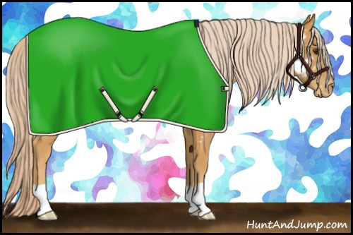 Horse Color:Palomino Appaloosa 