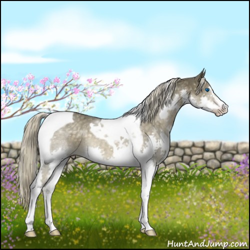 Horse Color:Chocolate Palomino Sabino Splash Tobiano 