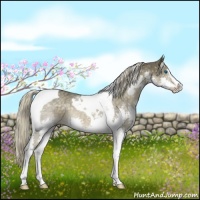 Horse Color:Chocolate Palomino Sabino Splash Tobiano