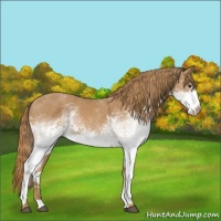 Horse Color:White Spotted Chestnut 