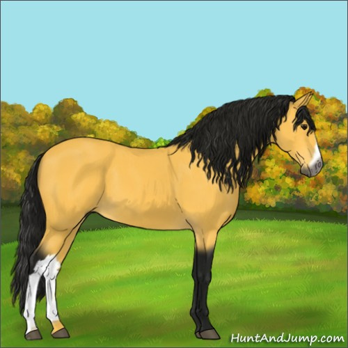 Horse Color:Gray Buckskin 