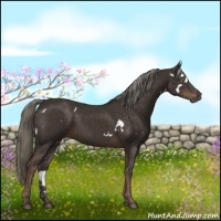 Horse Color:White Spotted Liver Chestnut 
