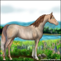 Horse Color:Buckskin Pearl Rabicano 