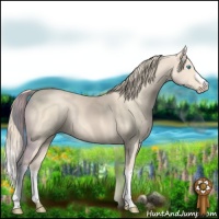 Horse Color:Perlino Rabicano