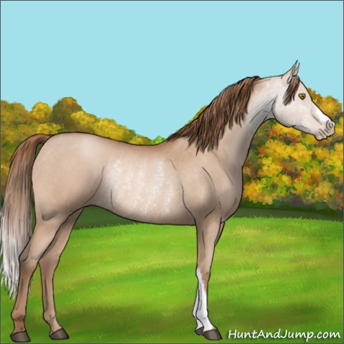 Horse Color:Bay Pearl Rabicano