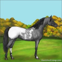 Horse Color:Blue Roan Appaloosa