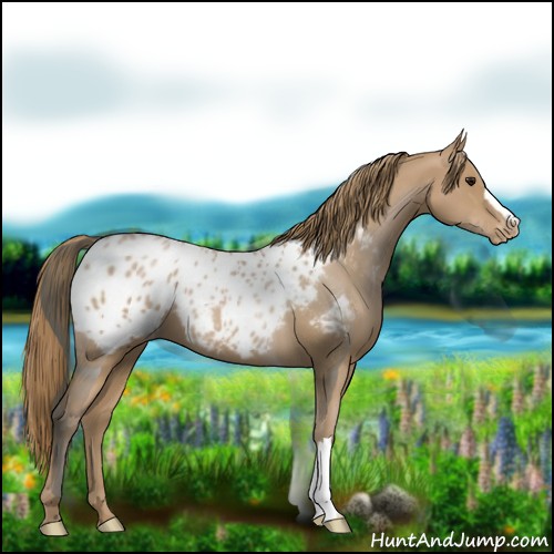 Horse Color:Black Pearl Appaloosa 