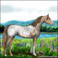 Horse Color:Black Pearl Appaloosa