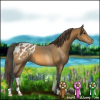 Horse Color:Buckskin Appaloosa