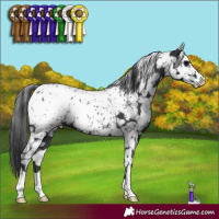 Horse Color:Black Appaloosa