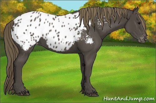 Horse Color:Smoky Black Appaloosa 