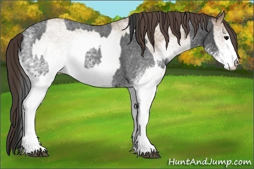 Horse Color:White Spotted Blue Roan Rabicano  and White Spotted Classic Champagne Roan Rabicano 
