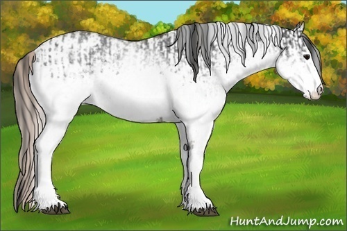 Horse Color:White Spotted Blue Roan Rabicano  and White Spotted Silver Blue Roan Rabicano 
