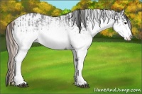 Horse Color:White Spotted Blue Roan Rabicano and White Spotted Silver Blue Roan Rabicano