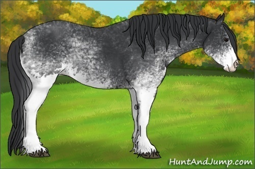 Horse Color:White Spotted Black Rabicano 