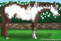 Horse Color:Liver Chestnut Frame 