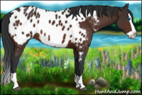 Horse Color:Brown Splash Near Leopard 