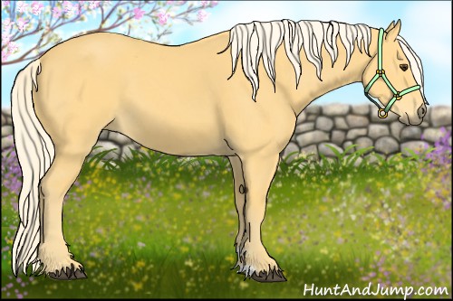 Horse Color:Palomino