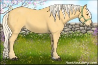 Horse Color:Palomino