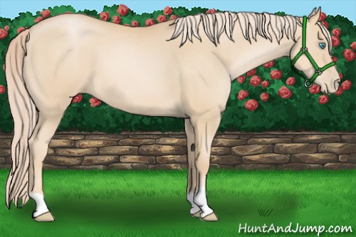 Horse Color:Palomino Pearl 