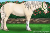 Horse Color:Palomino Pearl