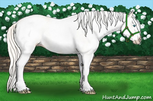 Horse Color:White Spotted Cremello