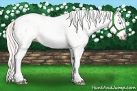 Horse Color:White Spotted Cremello 