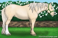Horse Color:Palomino Pearl