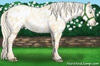 Horse Color:Palomino Pearl Appaloosa