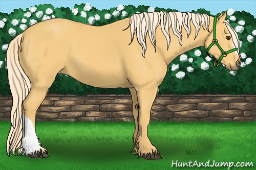 Horse Color:Palomino