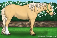 Horse Color:Palomino