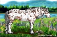 Horse Color:Bay Splash Frame  and Bay Splash Frame 