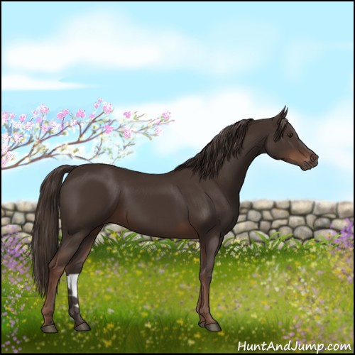 Horse Color:Liver Chestnut 