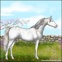 Horse Color:Chocolate Palomino Sabino Splash Appaloosa 