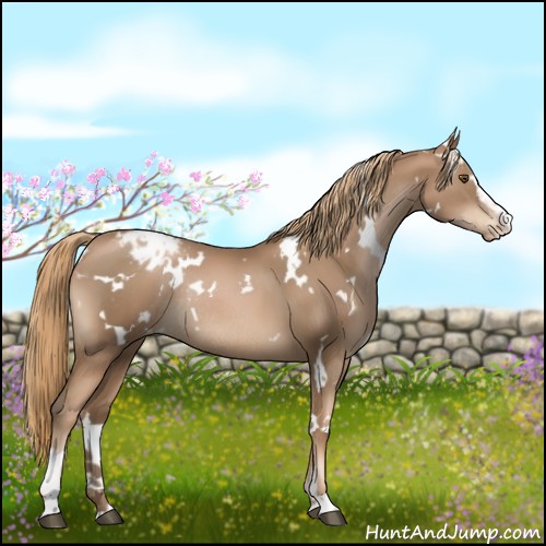 Horse Color:White Spotted Liver Chestnut Pearl Sabino Appaloosa Rabicano