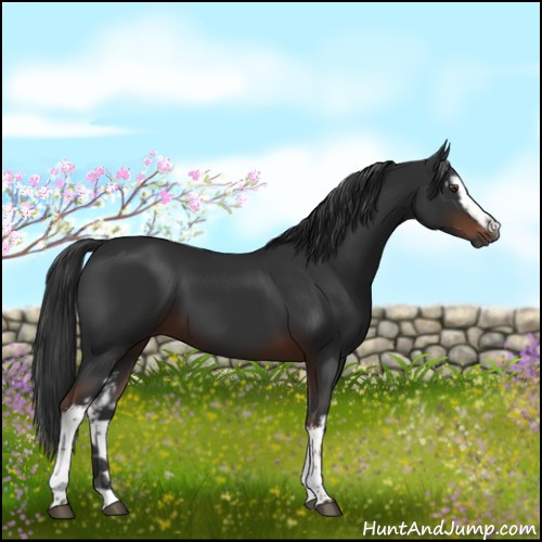 Horse Color:Gray White Spotted Liver Chestnut