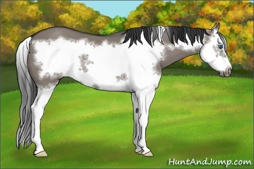 Horse Color:Grullo Splash Frame