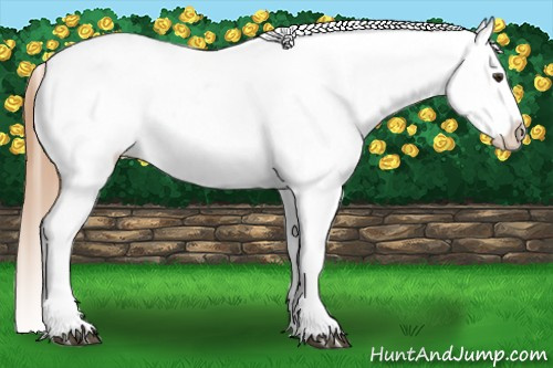 Horse Color:Chestnut Appaloosa 