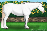 Horse Color:Chestnut Appaloosa