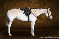 Horse Color:White Spotted Bay Dun Splash and White Spotted Bay Dun Splash