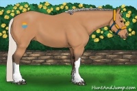 Horse Color:Silver Bay 