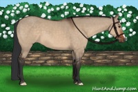 Horse Color:Brown Dun 