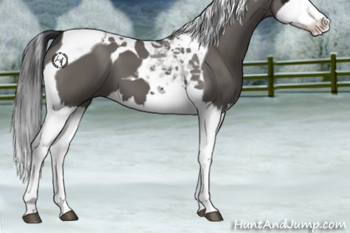 Horse Color:Grullo Splash Tobiano 